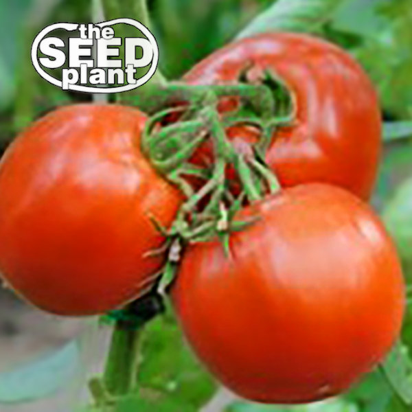 Creole Tomato The Seed Plant