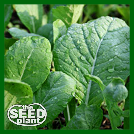 Spinach Mustard Tendergreen