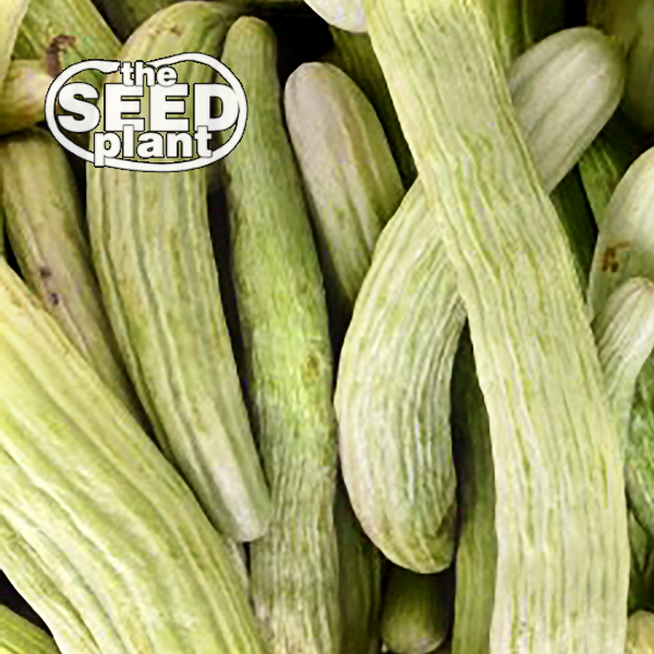 Armenian Cucumber
