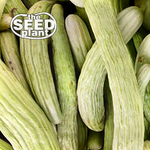 Armenian Cucumber