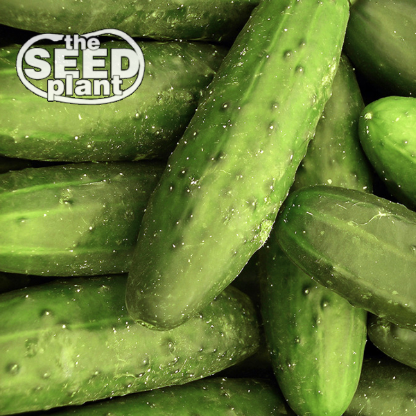 Ashley Long Cucumber