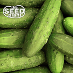Ashley Long Cucumber