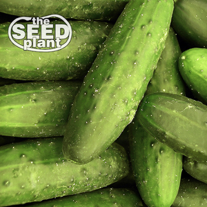 Ashley Long Cucumber