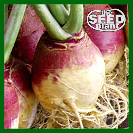 Amer. Purple Top Rutabaga Turnip