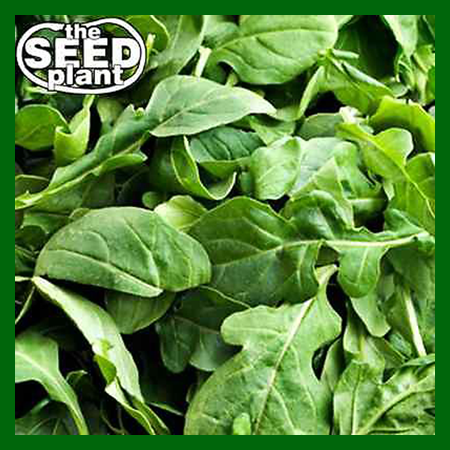 Arugula