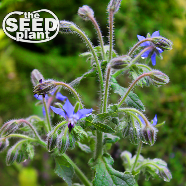 Borage