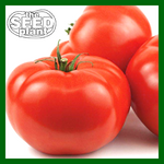 Beefsteak Tomato