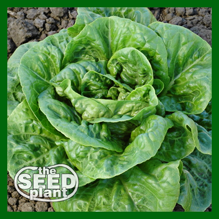 Bibb Lettuce