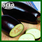 Black Beauty Eggplant