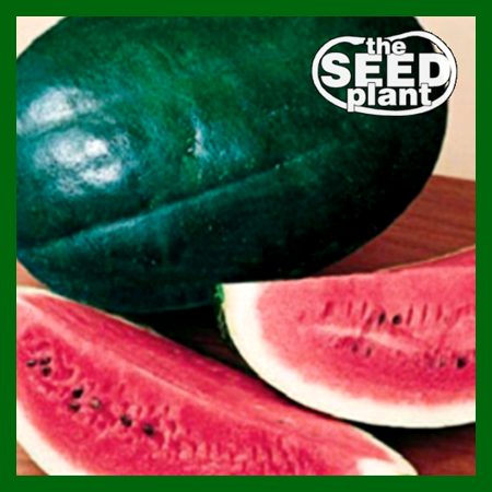 planting black diamond watermelon seeds Black Diamond Watermelon – The Seed Plant