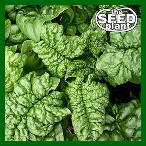 thick seed plant Bloomsdale Spinach – The Seed Plant