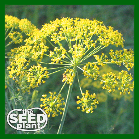 Bouquet Dill