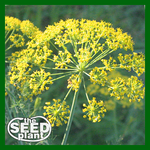 Bouquet Dill