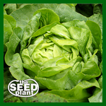 Buttercrunch Lettuce