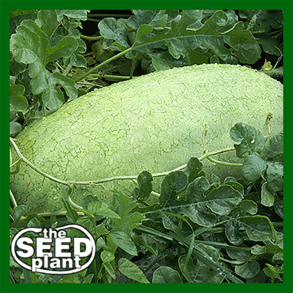 Charleston Grey Watermelon