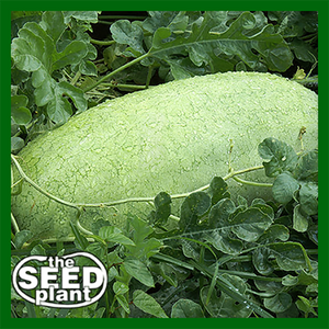 Charleston Grey Watermelon