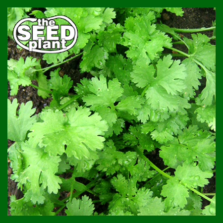 Herbs – The Seed Plant