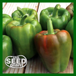 California Wonder Bell Pepper