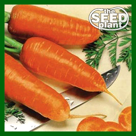 Chantenay Red Core Carrot