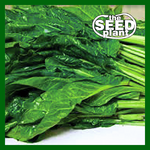 Swiss Chard