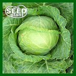 Copenhagen Cabbage