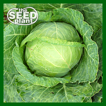 Copenhagen Cabbage – The Seed Plant