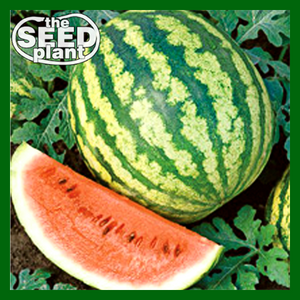 Crimson Sweet Watermelon
