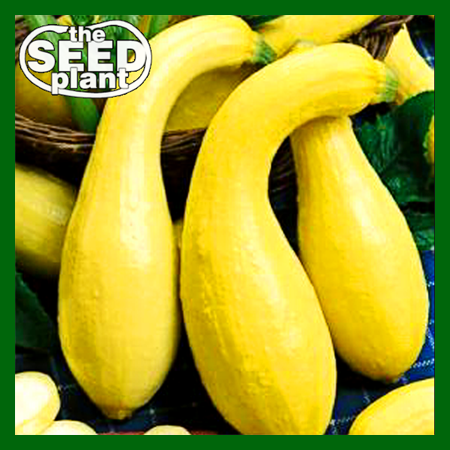 Crookneck Yellow Squash