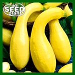 Crookneck Yellow Squash