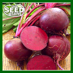 Dark Red Detroit Beet