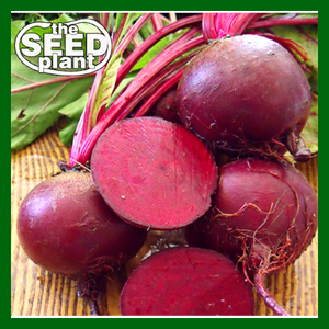 Dark Red Detroit Beet