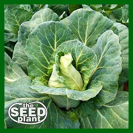 Early Jersey Wakefield Cabbage