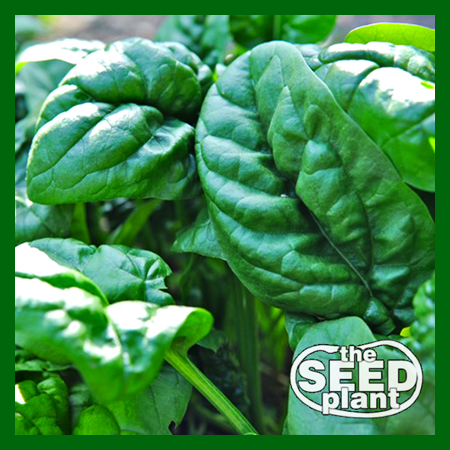 spinach plant from seed Early No. 7 Spinach – The Seed Plant