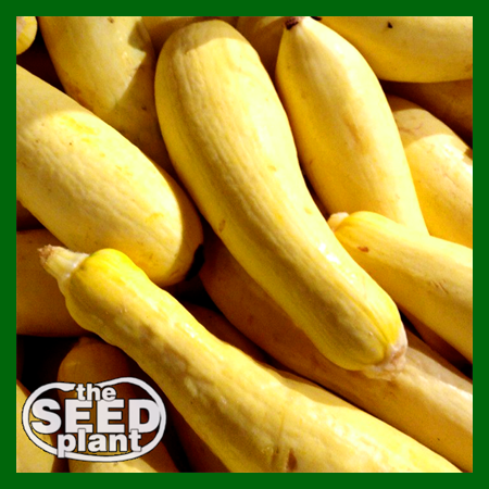 Early Prolific Straightneck Squash