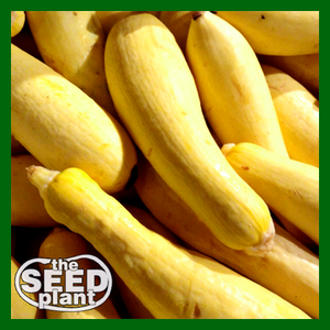 Early Prolific Straightneck Squash