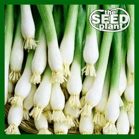 Evergreen Bunching Onion