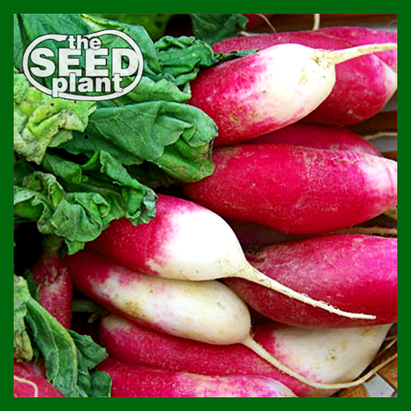 planting french breakfast radish seeds French Breakfast Radish – The Seed Plant