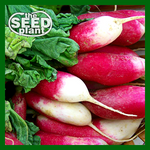 French Breakfast Radish