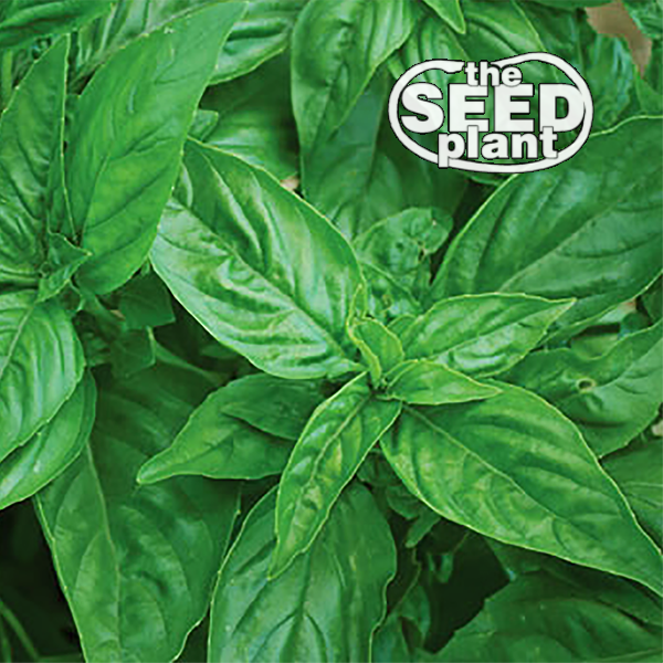 Genovese Basil