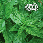 Genovese Basil