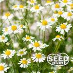 German Chamomile