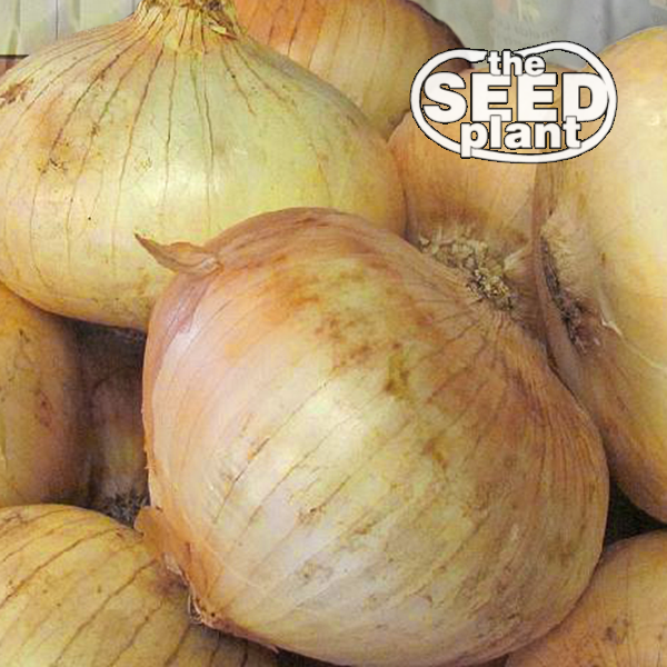 Grano 1015Y Onion
