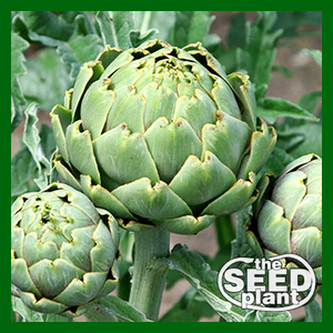 thick seed plant Green Globe Artichoke – The Seed Plant