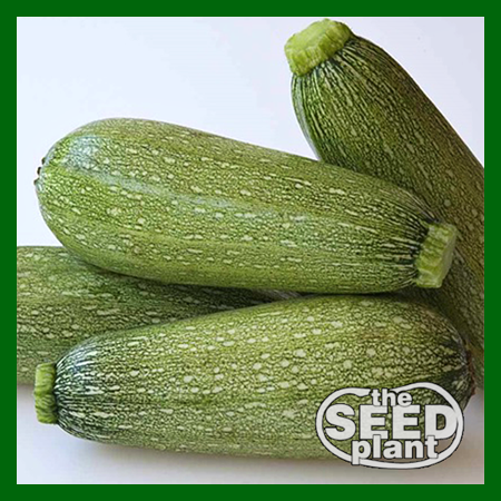 Grey Zucchini Squash