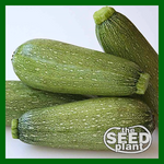 Grey Zucchini Squash