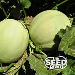 Honeydew Melon