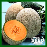 Hale's Best Jumbo Cantaloupe
