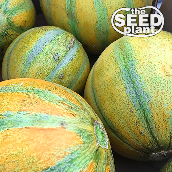 Israel Ogen Cantaloupe