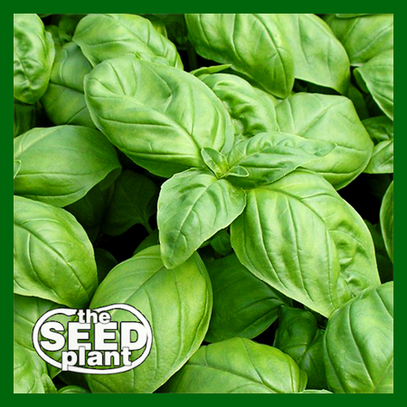Large Leaf Italian Basil