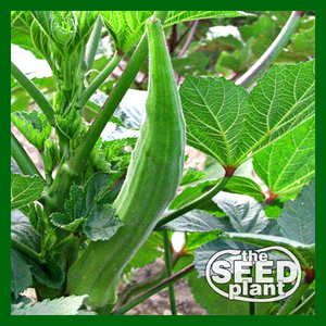 best okra seeds to plant Long Green Pod Okra – The Seed Plant